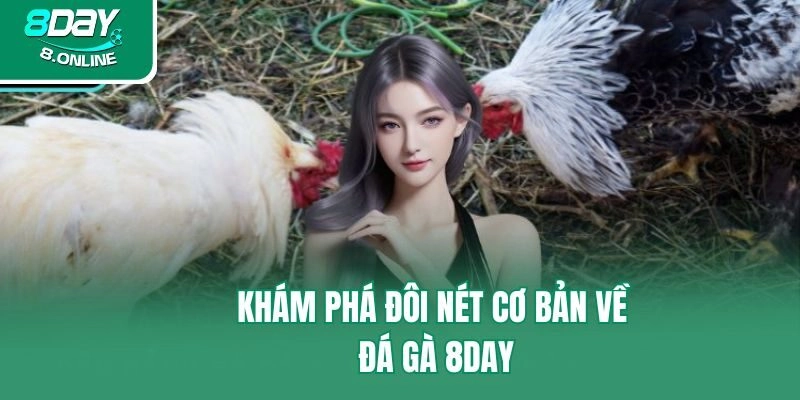 Khám phá đôi nét cơ bản về đá gà 8day