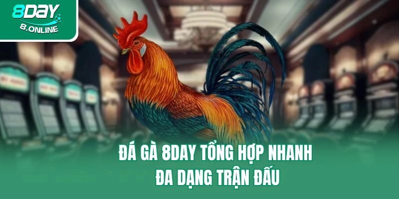 Đá gà 8day tổng hợp nhanh đa dạng trận đấu